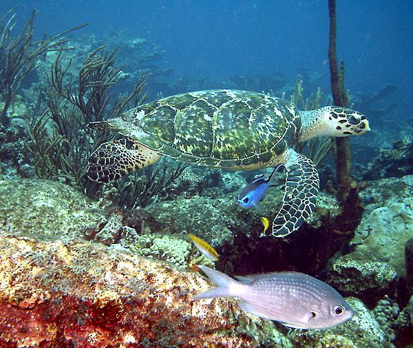 Parque Nacional Morrocoy: Un archipiélago de ensueño en el Caribe venezolano