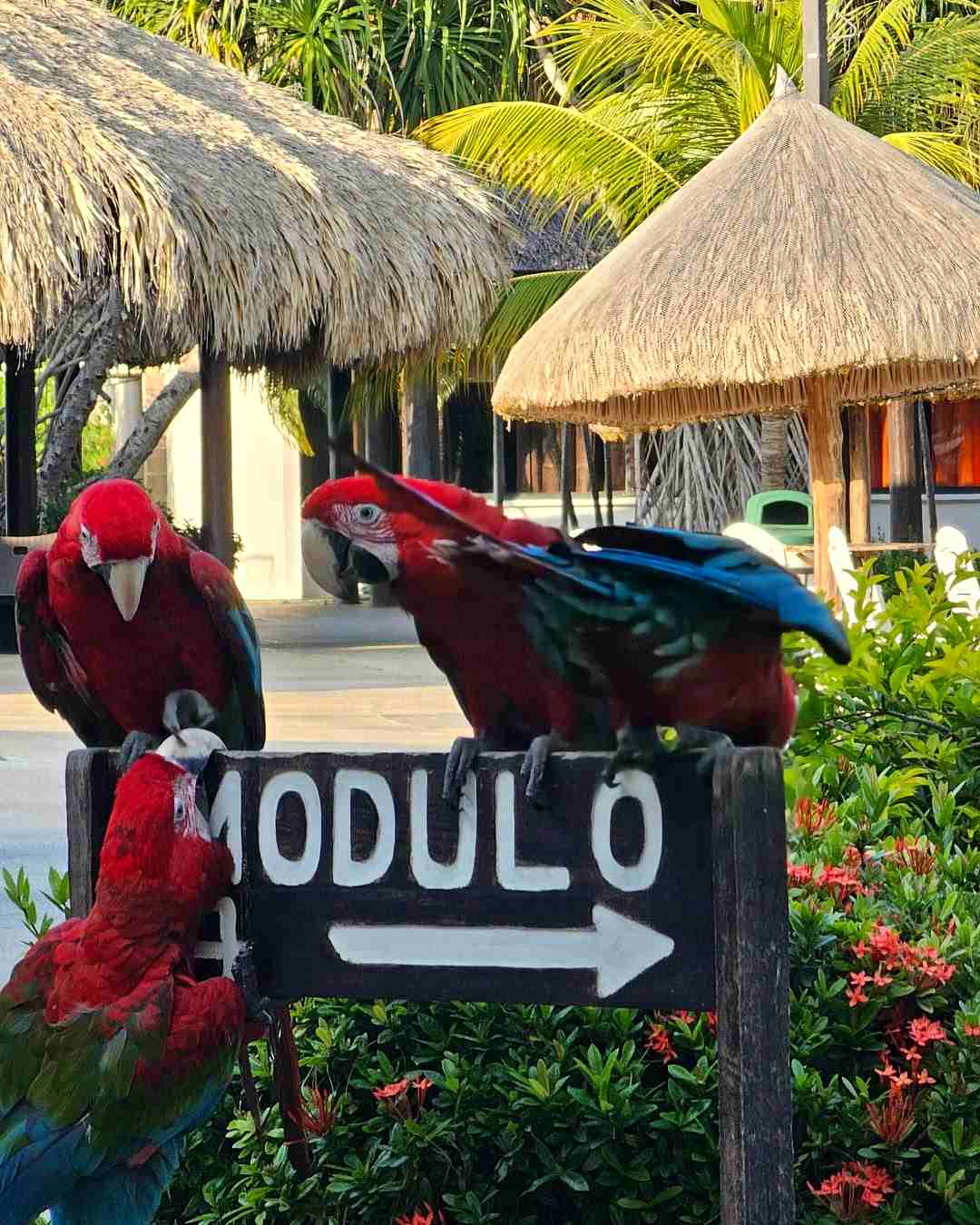 Morrocoy