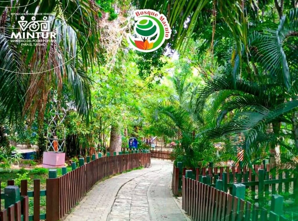 bosque macuto