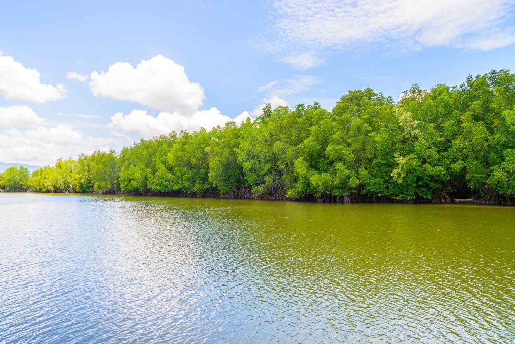 paisaje-hermoso-del-bosque-del-mangle